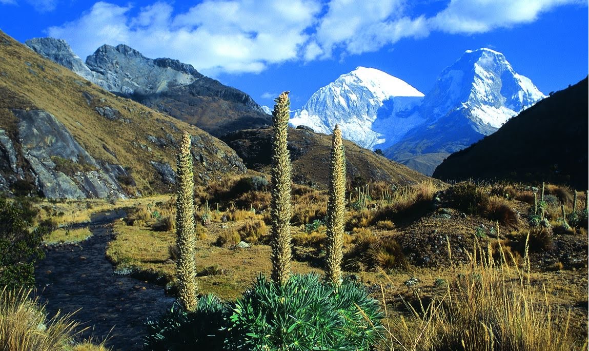 Растительность перу Растительность перу