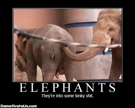 [elephants-theyre-into-some-kinky-shit-demotivational-poster.jpg]