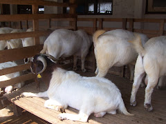 Kambing Boerawa