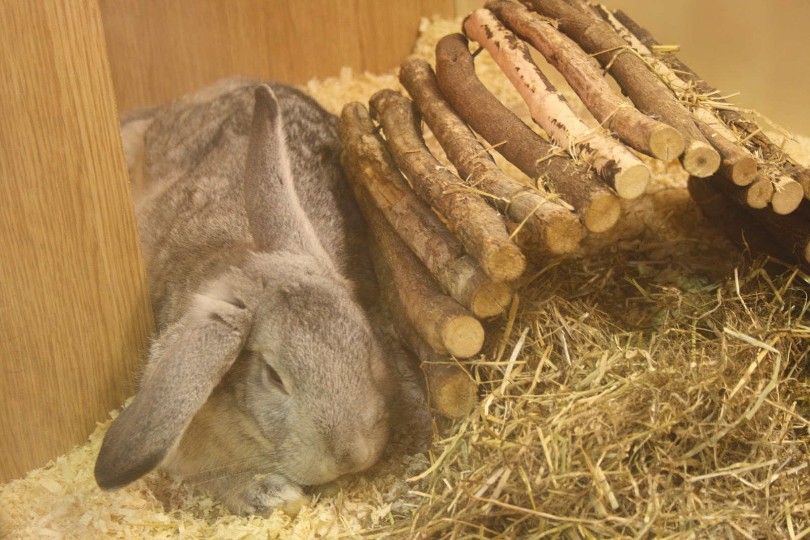 Collecting, Collections, collectors January 2011