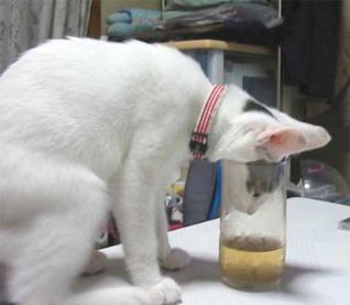 [cat_head_stuck.jpg]