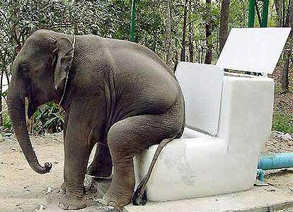[elephant_toilet.jpg]