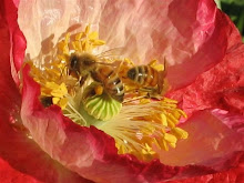 Jen's Bees on a poppy