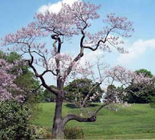 Arbol de la Emperatriz