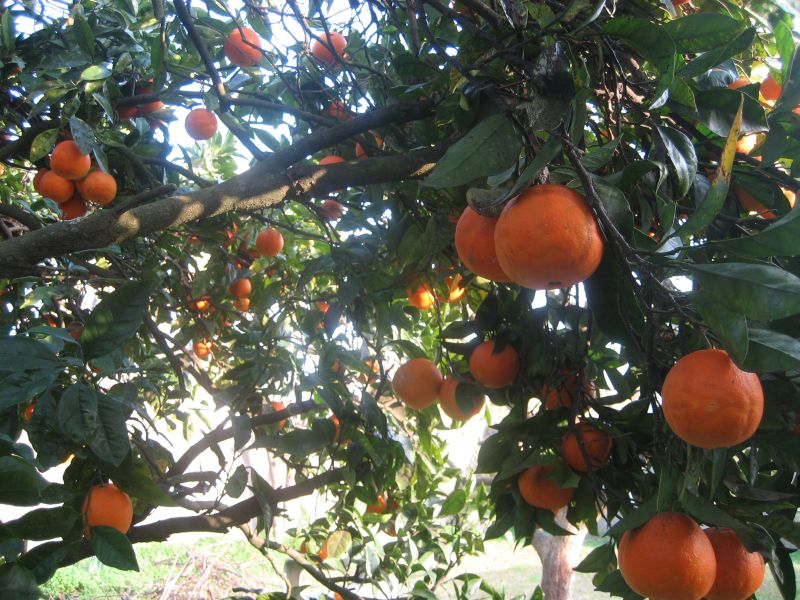 [laranjeira.jpg]
