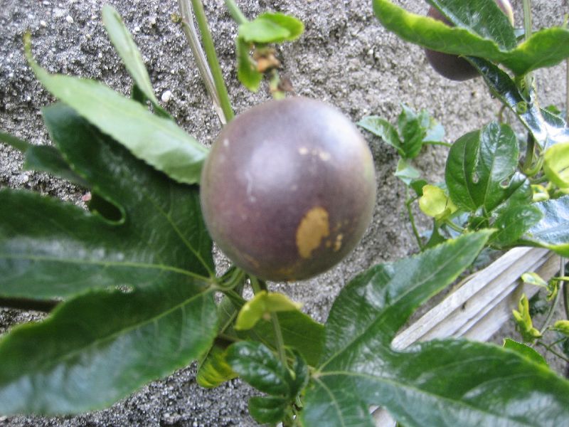 [o_meu_fruto_preferido.jpg]