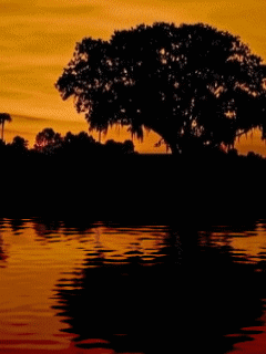 [nature+14.gif]