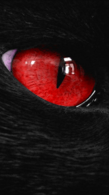[Red_Eyed_Cat.jpg]