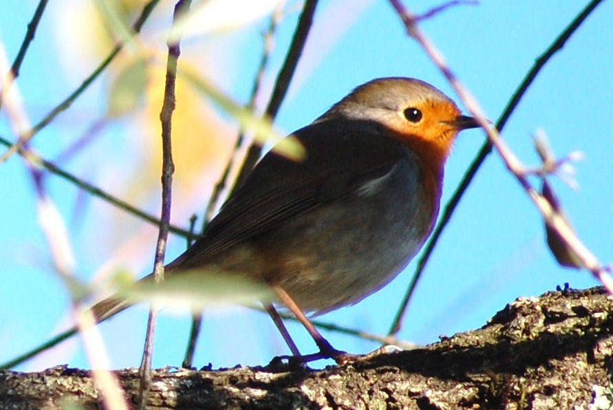 [Pisco-de-peito-ruivo+(2).JPG]