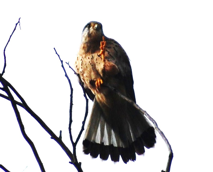 [Peneireiro-vulgar++(10).JPG]