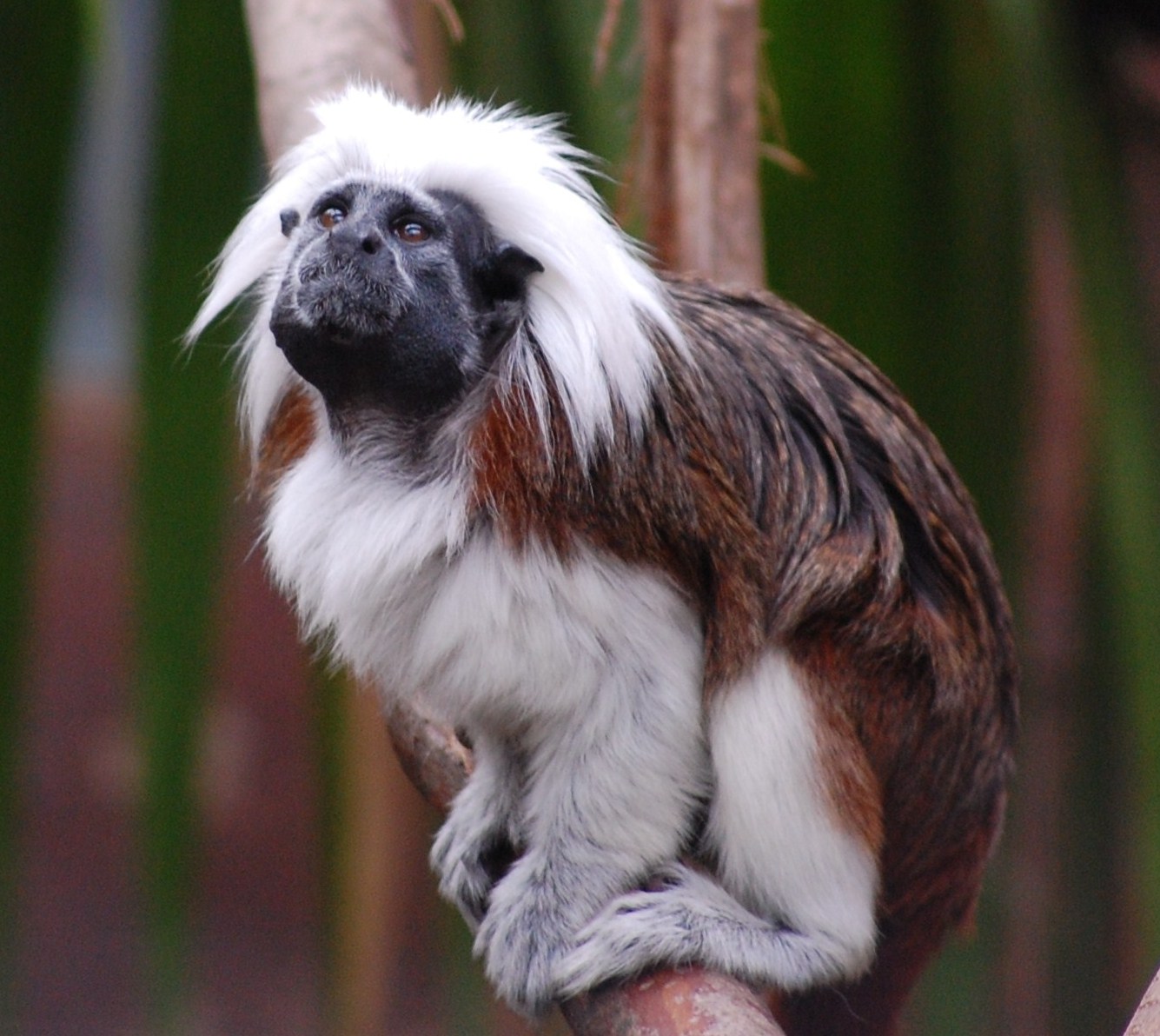 [Saguim-de-cabeça-de-algodão+(Saguinus+oedipus).JPG]