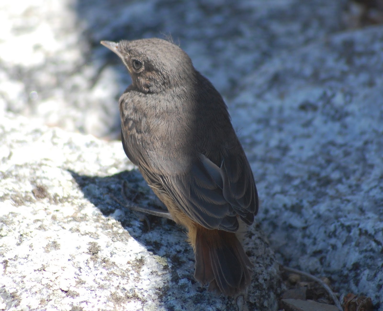 [Rabirruivo+(juvenil)+(7).JPG]