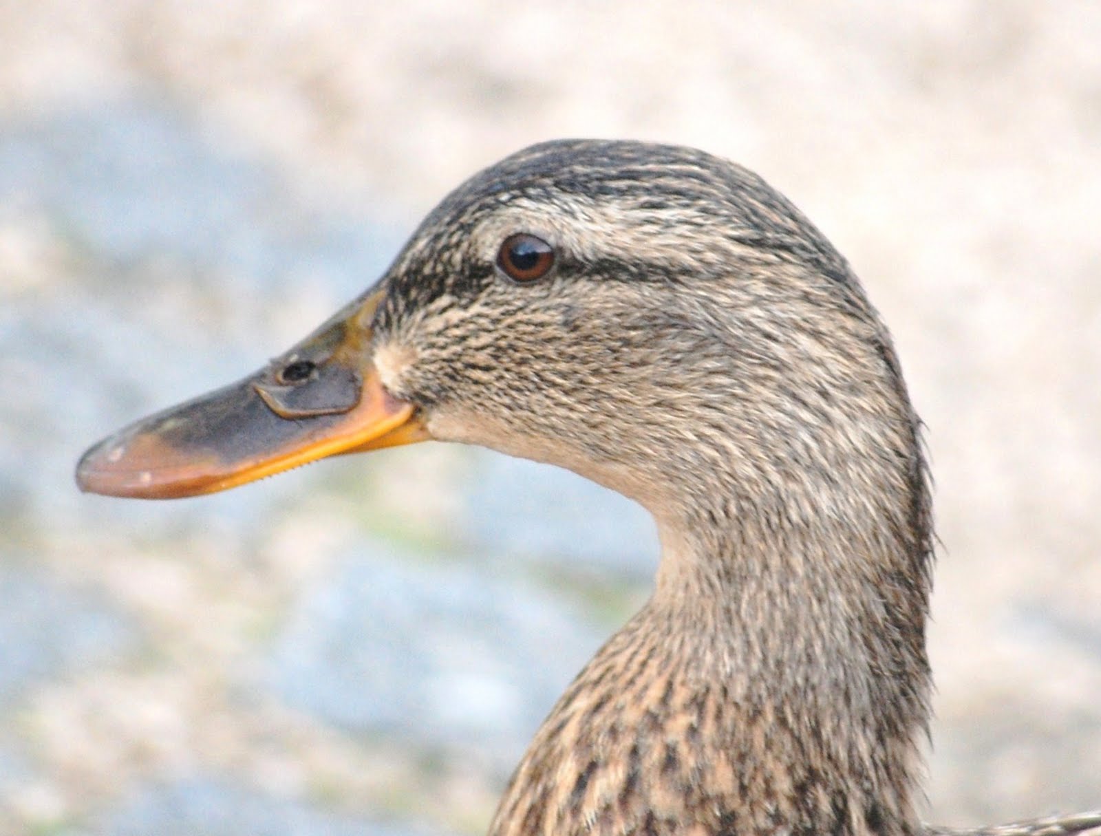[Pato-real+(Fêmea).JPG]