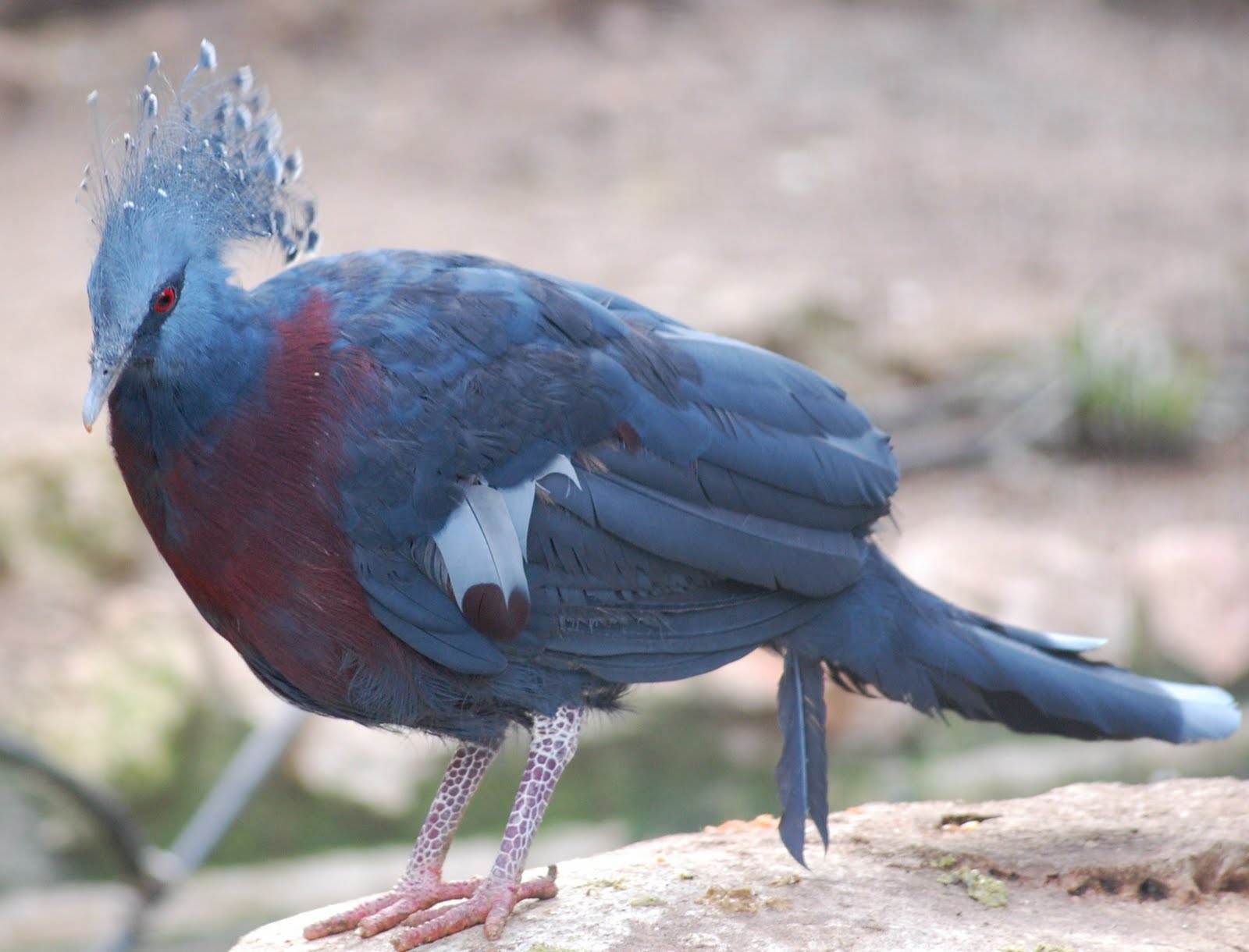 [Pombo-coroado+(4).JPG]