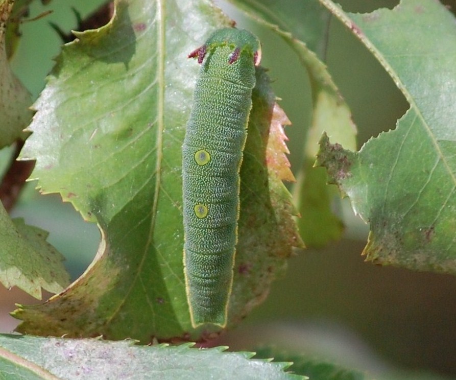 [lagarta+da+Borboleta-do-medronheiro+(Charaxes+jasius+L.).JPG]