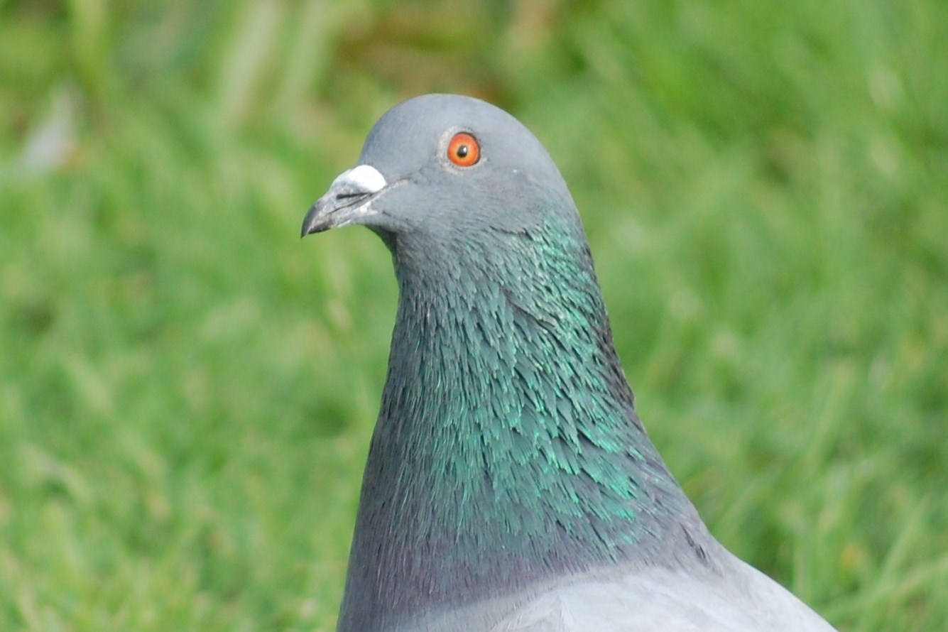 [Pomba+(Columba+livia)+Pormenor).JPG]