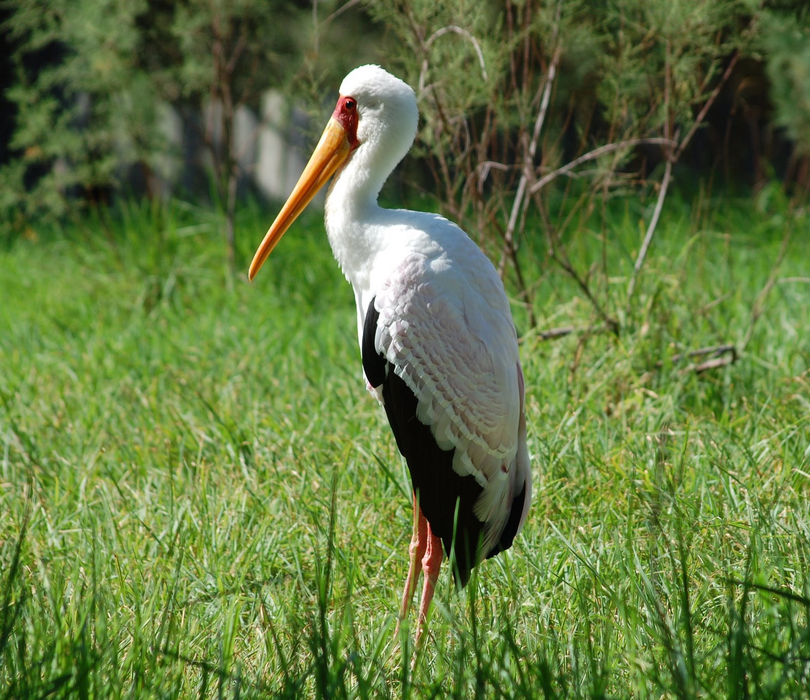 [Cegonha-de-bico-amarelo.JPG]