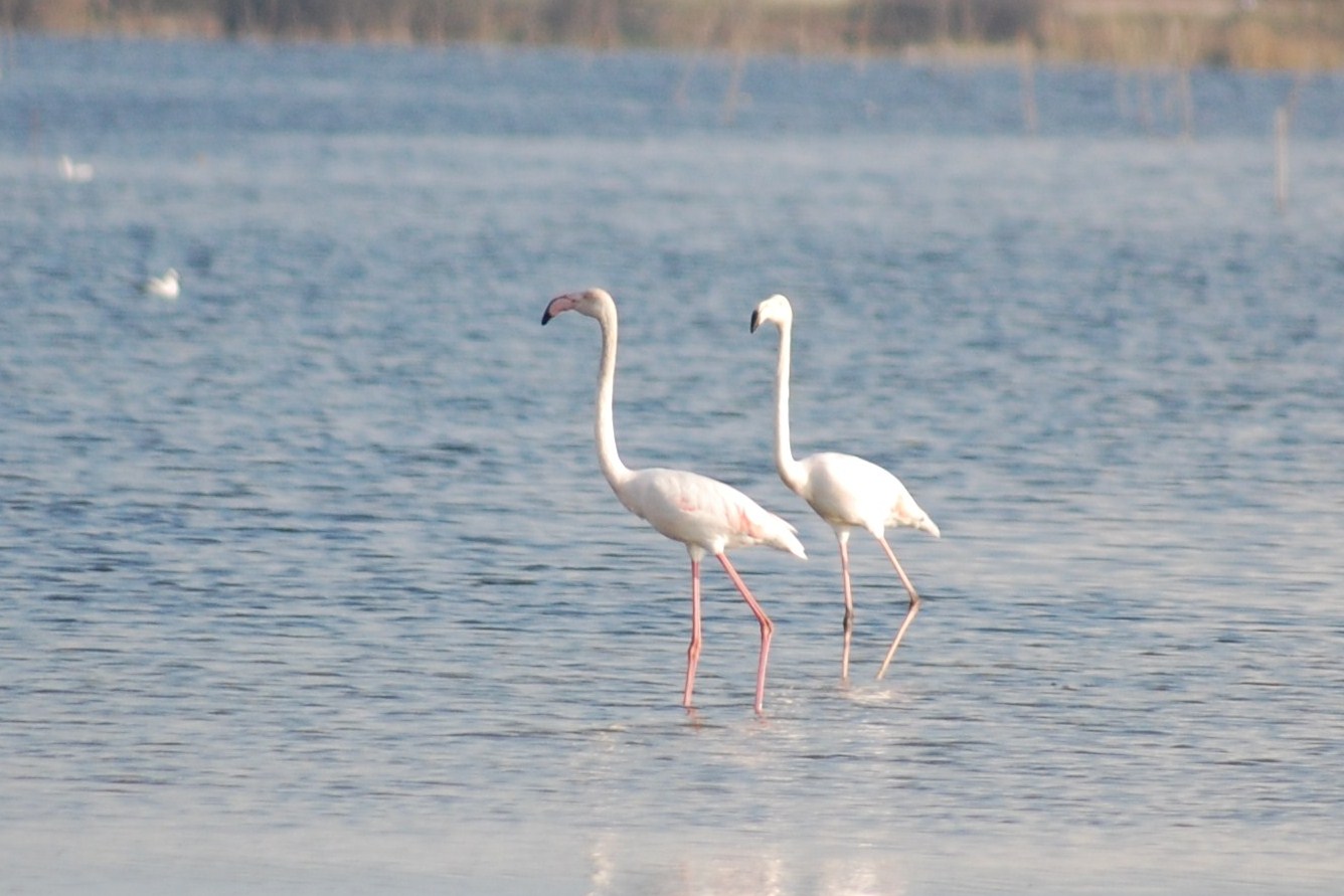 [Flamingo-comum+(15).JPG]