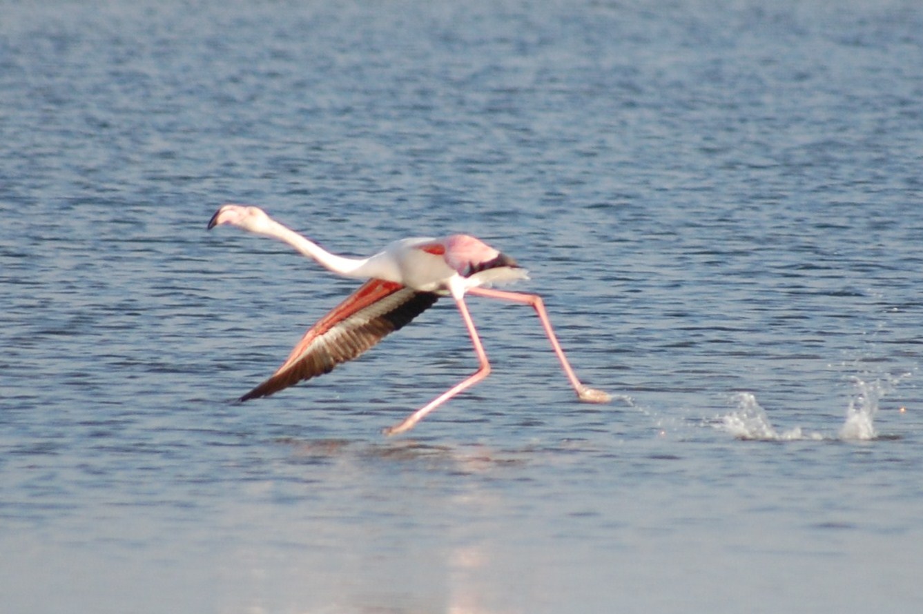 [Flamingo-comum+(16).JPG]