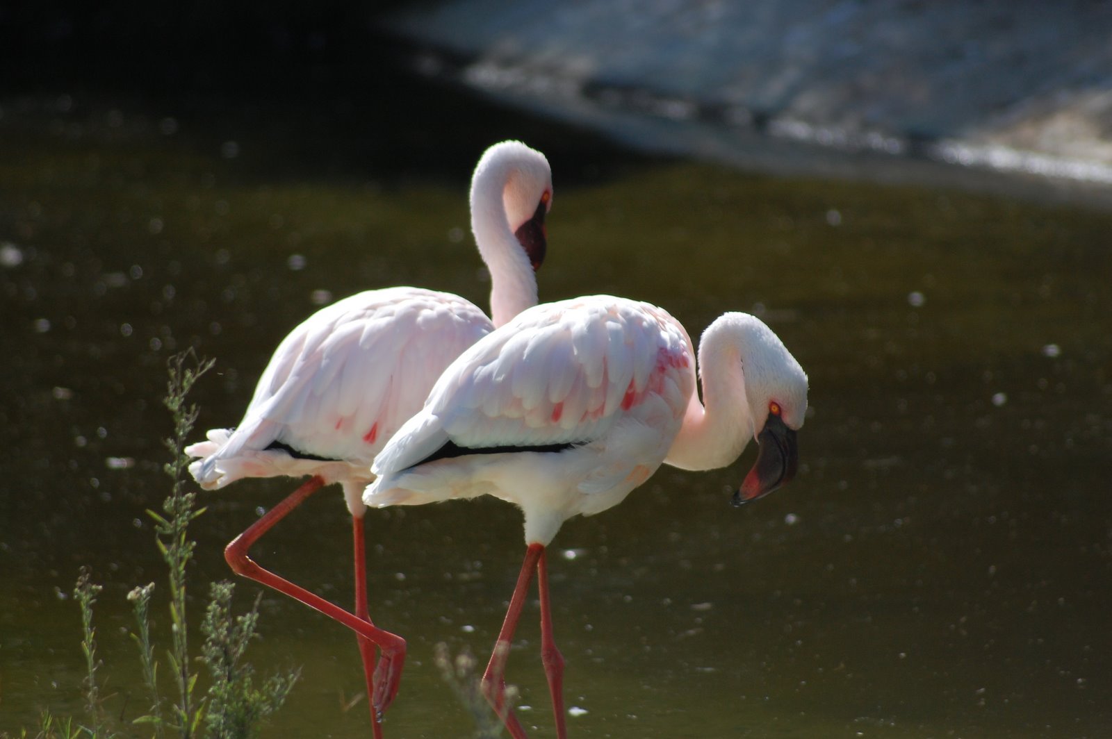 [Flamingo-pequeno+Phoenicopterus+minor+(2).JPG]