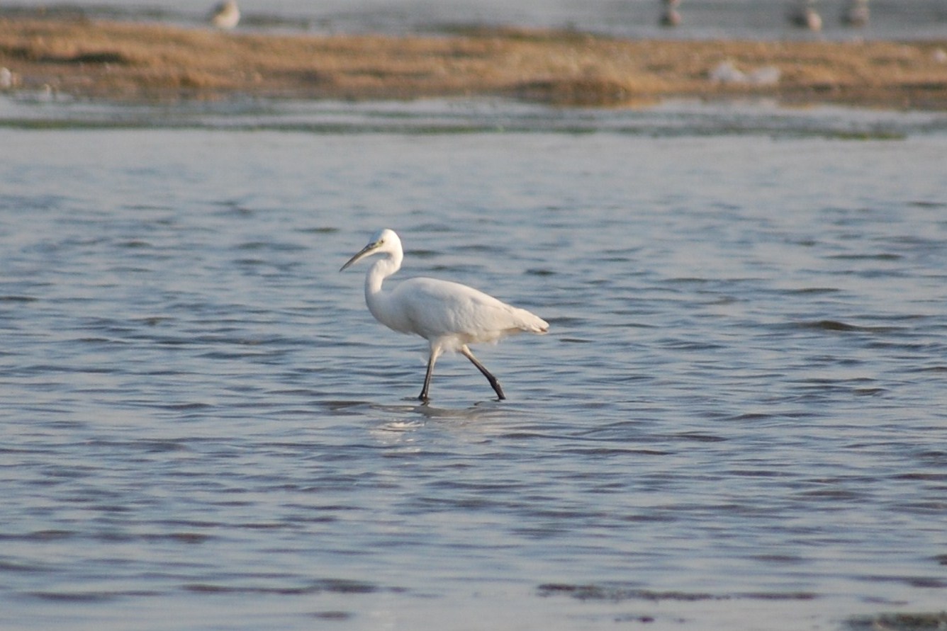 [garça-branca-pequena+-+egretta+barzetta+(2).JPG]