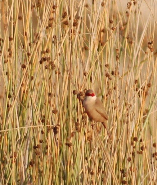 [Bico-de-lacre+Estrilda+astrild+(2).JPG]