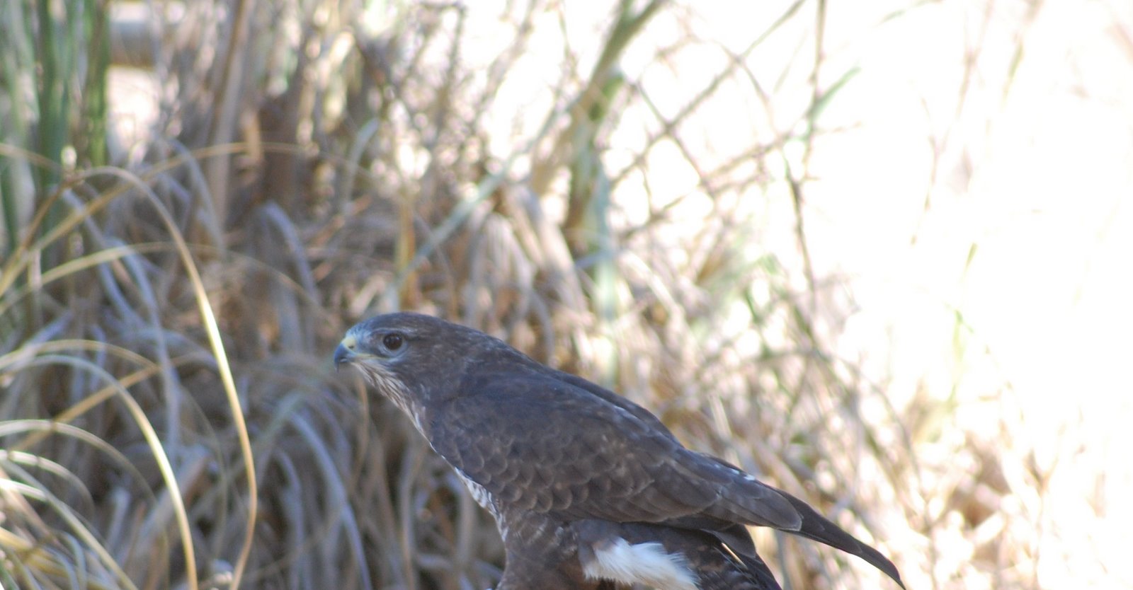 [Águia-de-asa-redonda+(2).JPG]