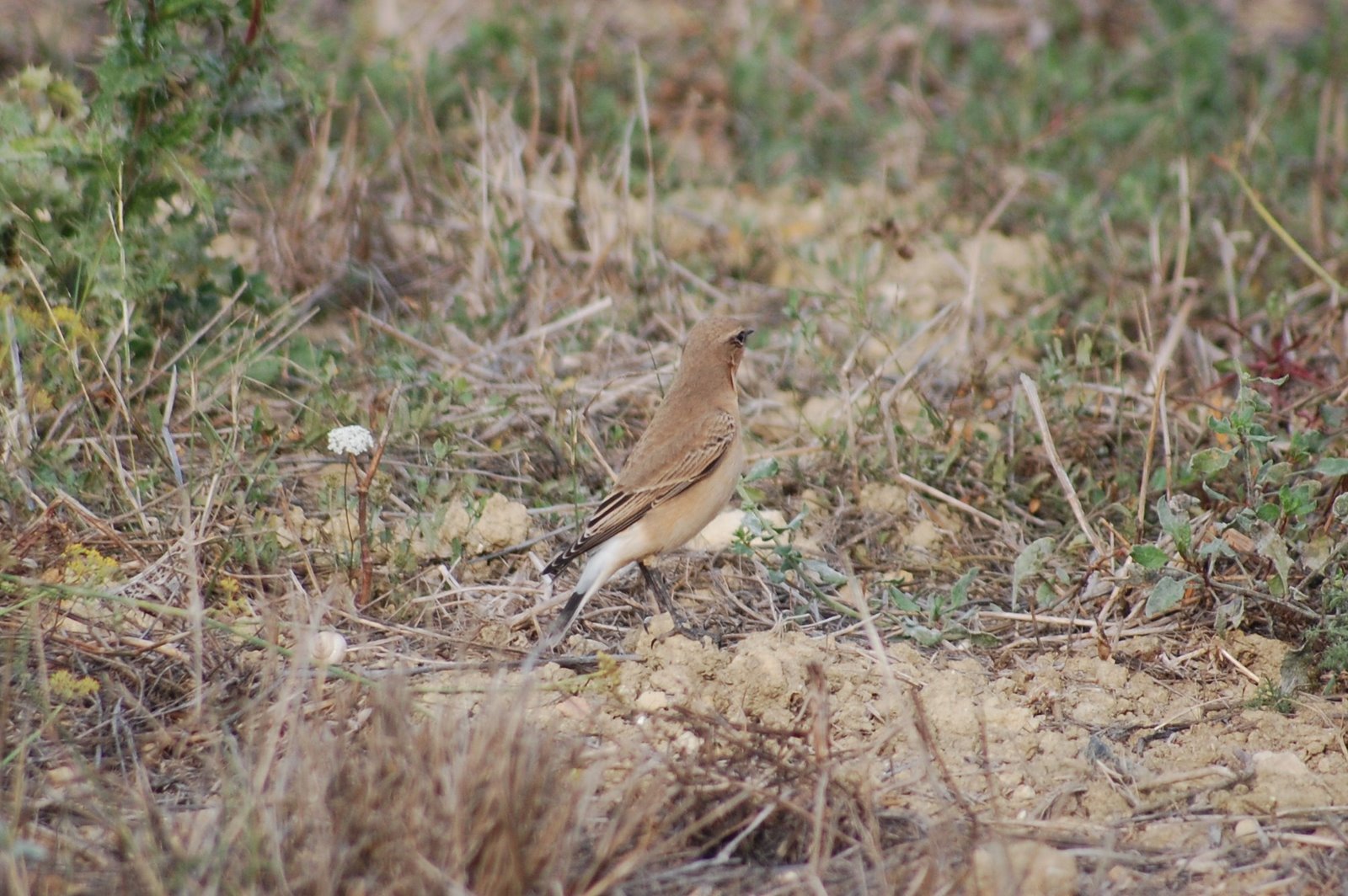 [Chasco-cinzento+Oenanthe+oenanthe+(8).JPG]