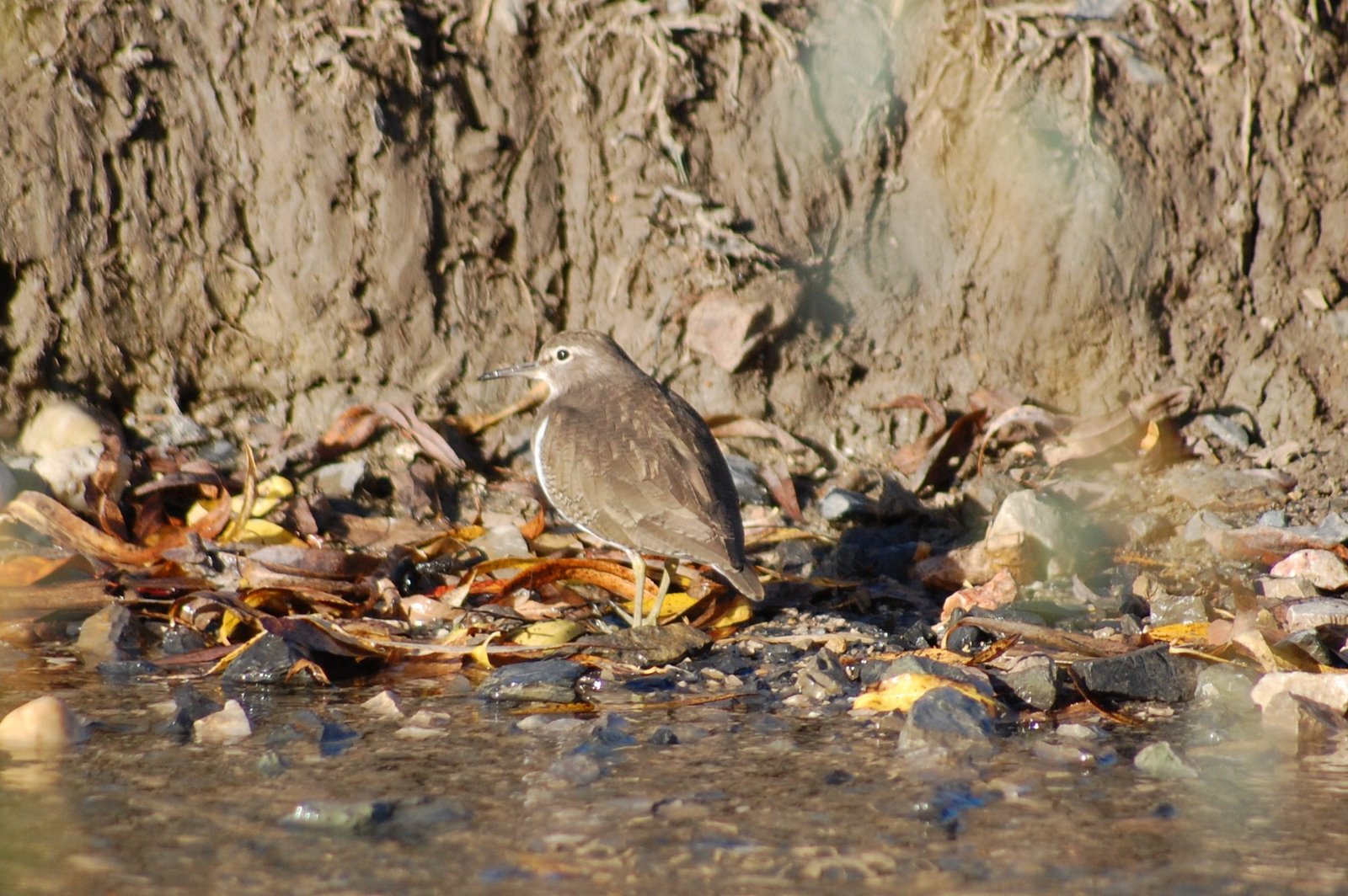 [maçarico-das-rochas+(24).JPG]