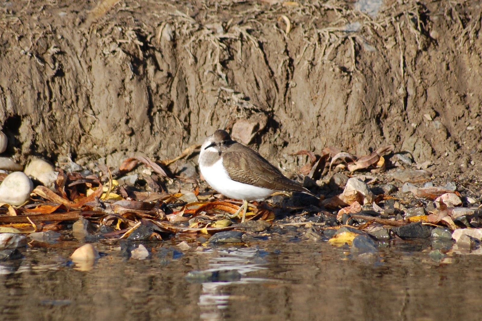 [maçarico-das-rochas+(22).JPG]