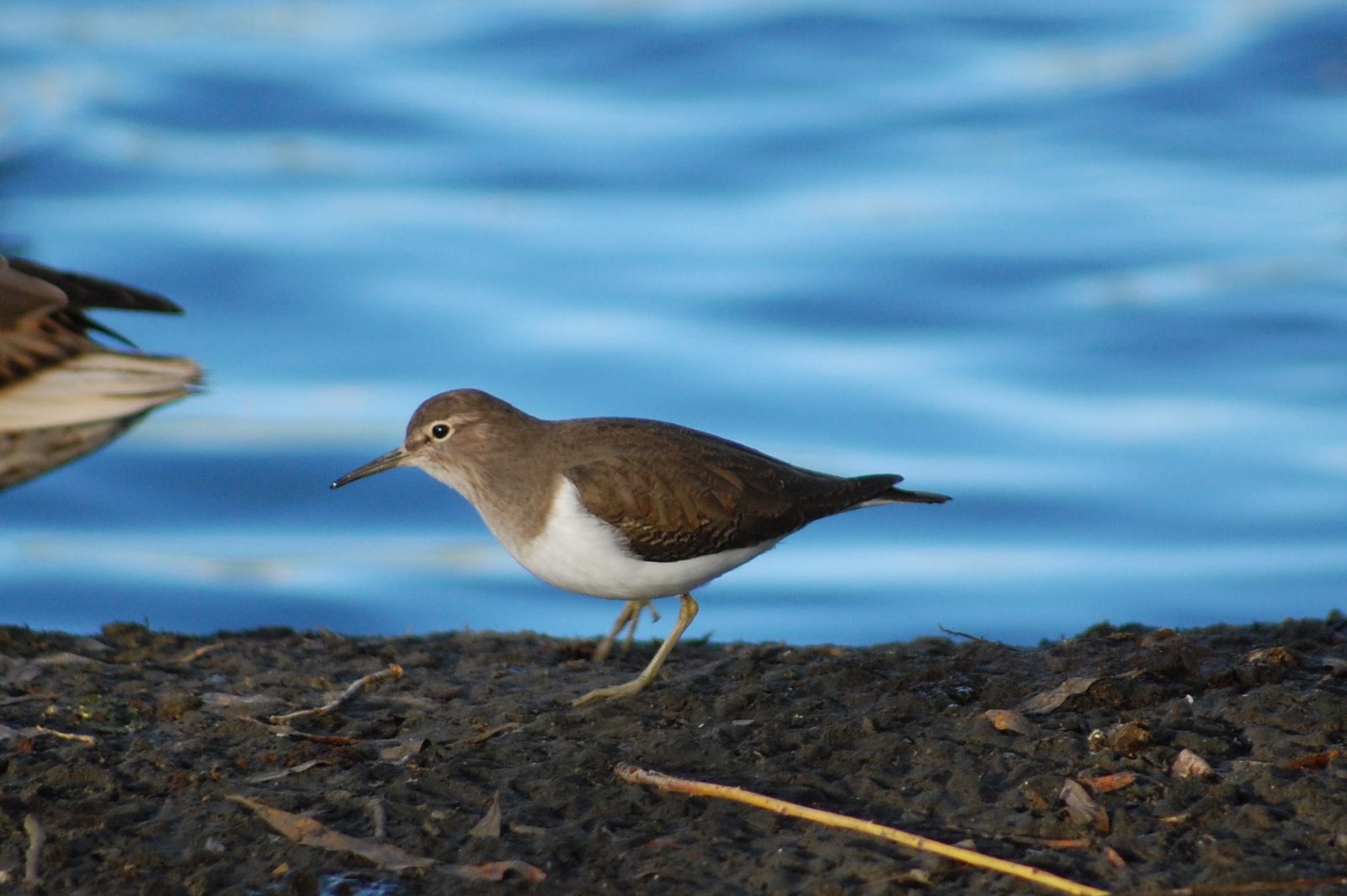 [maçarico-das-rochas+(28).JPG]