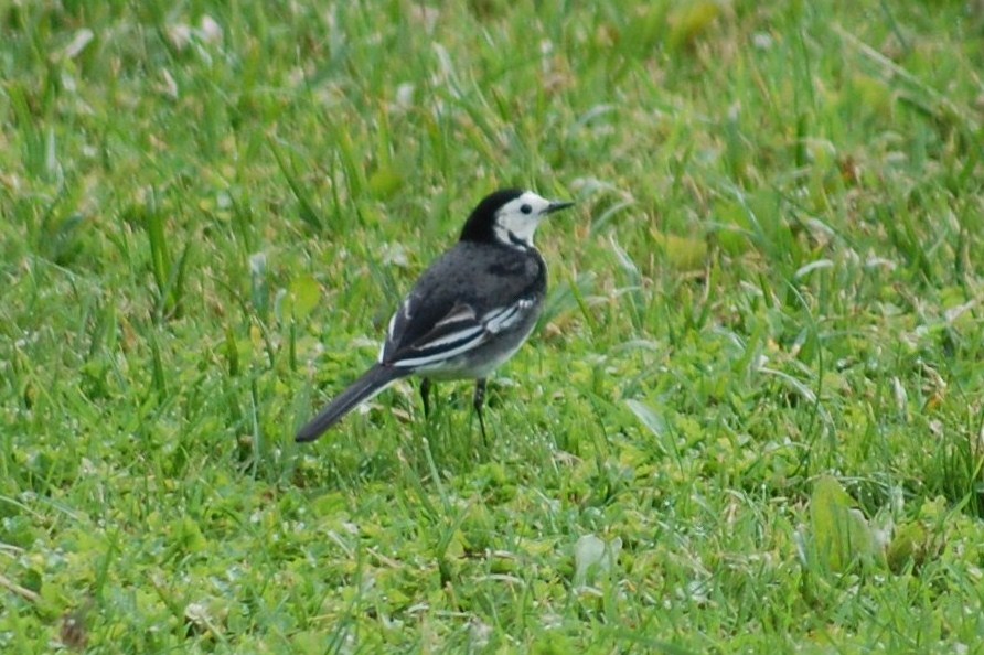 [alvéola-branca+(3).JPG]