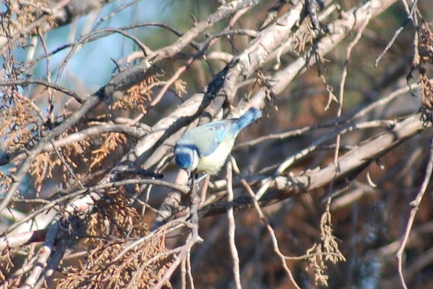 [Chapim-azul+(4).JPG]