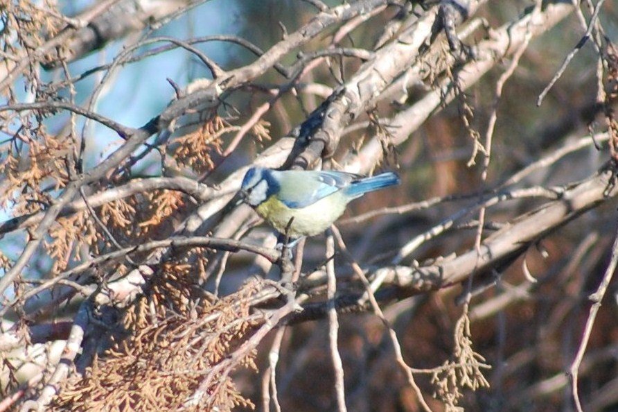 [Chapim-azul+(5).JPG]