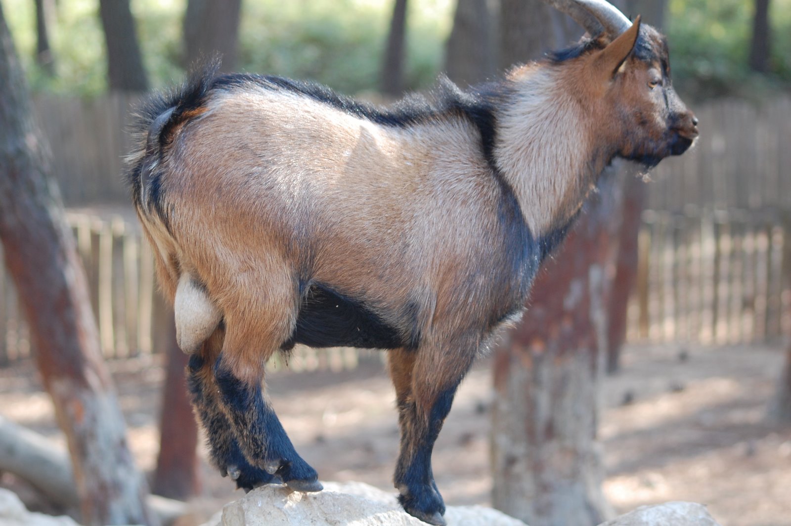 [cabra+anã+(4).JPG]