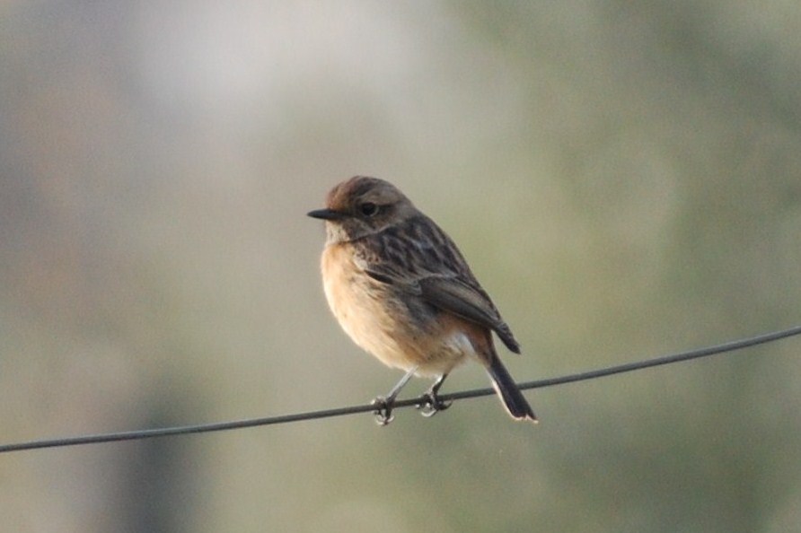 [cartaxo+(Fêmea)+(13).JPG]