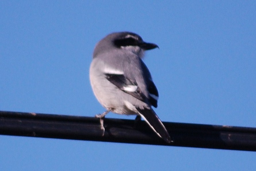 [Picanço-real+(11).JPG]