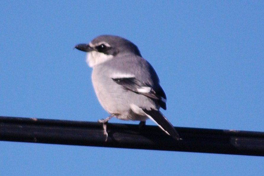 [Picanço-real+(13).JPG]