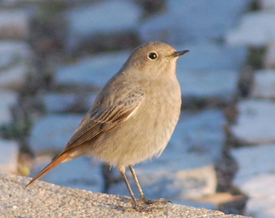 [rabirruivo+fêmea+(28).JPG]