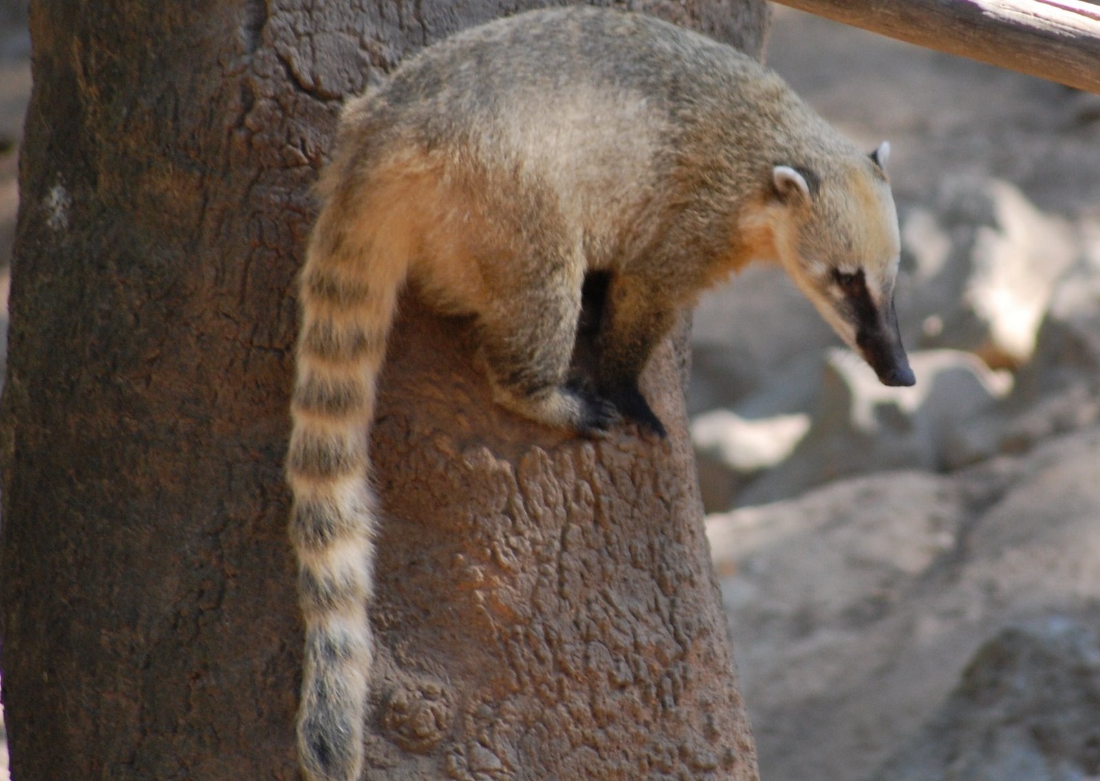 [coati-de-cauda-anelada+(2).JPG]