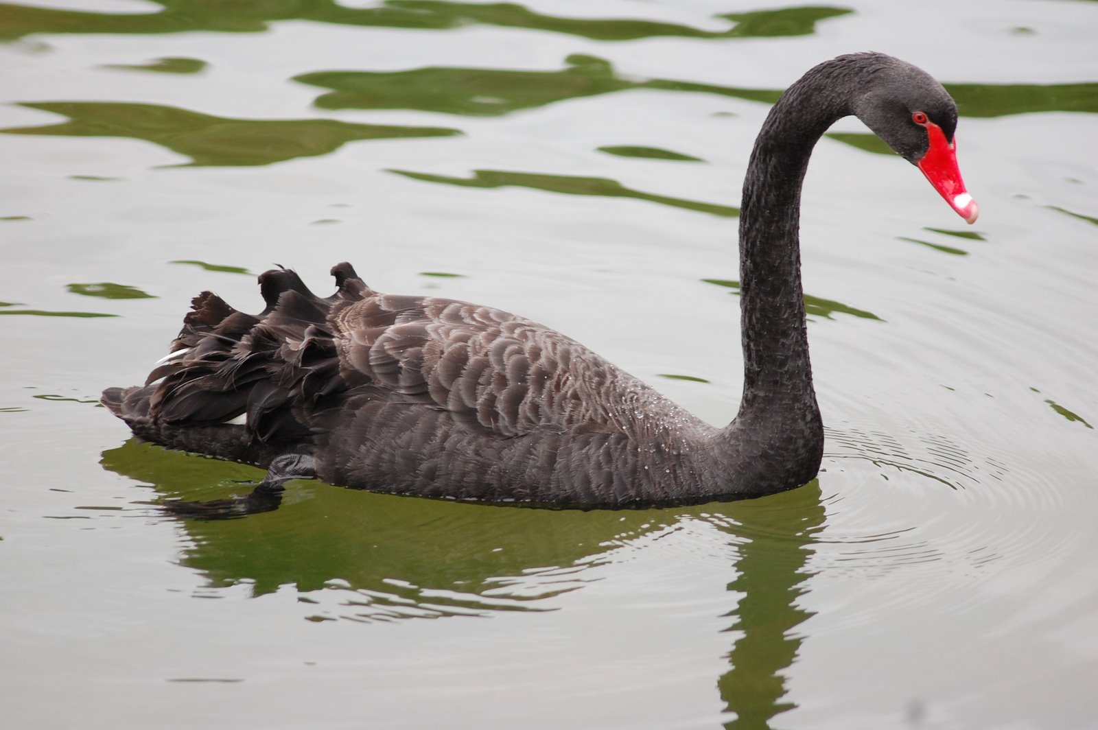[cisne-negro+(3).JPG]