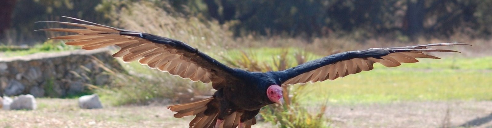 [Urubu-de-cabeça-vermelha+(22).JPG]