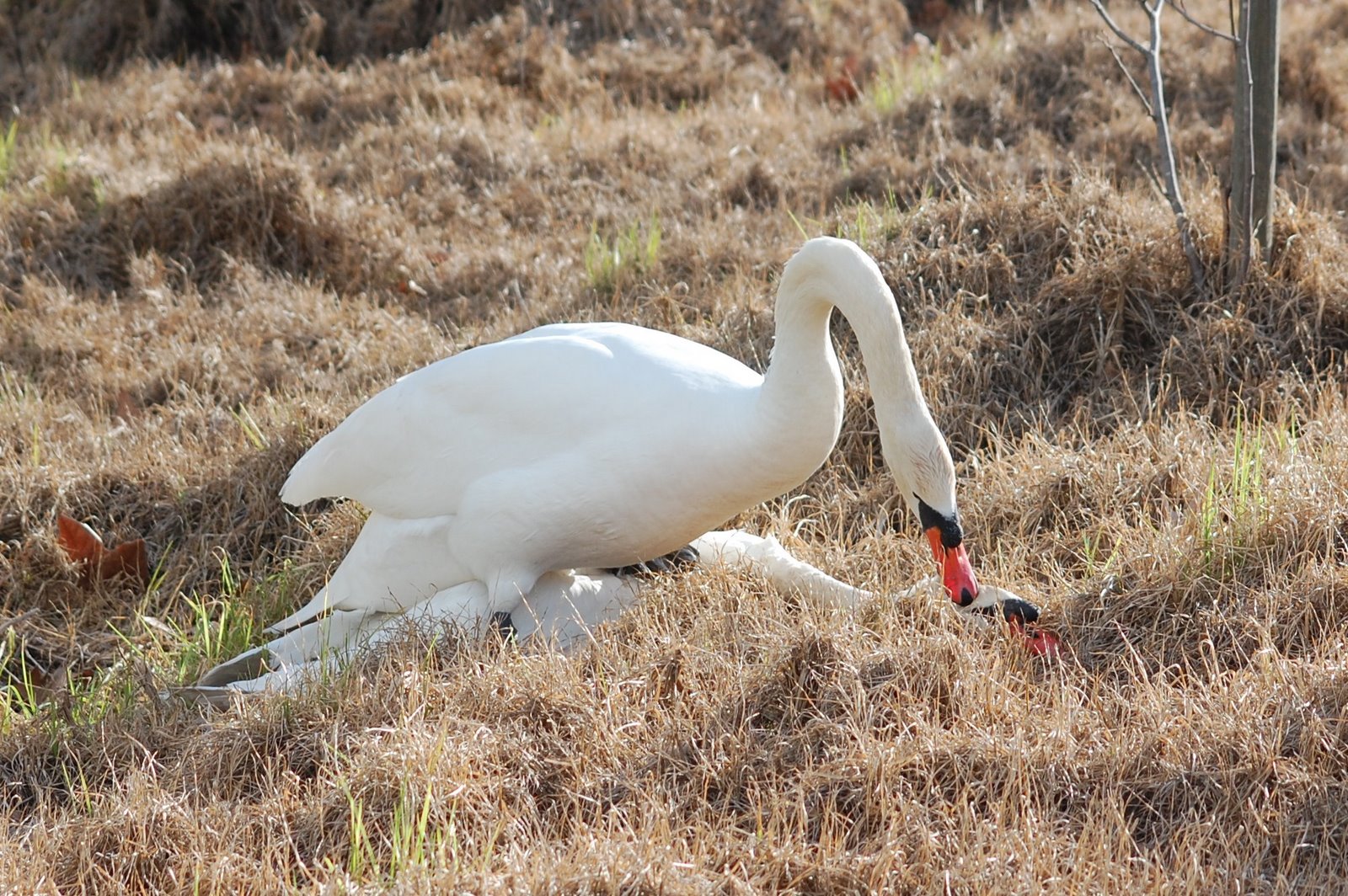 [cisnes+-+acasalamento+(4).JPG]