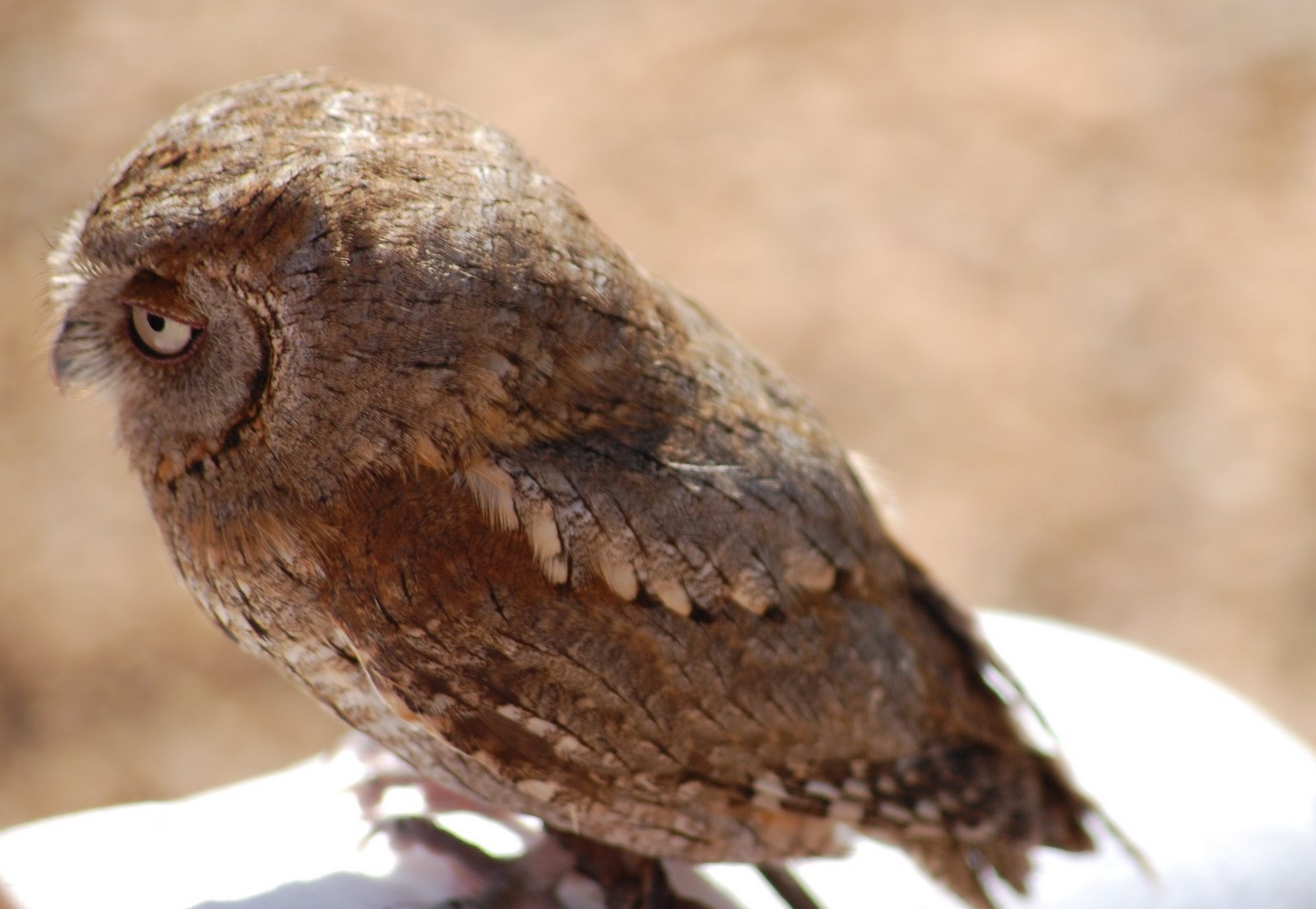 [Mocho-de-orelhas+-Otus+scops.JPG]