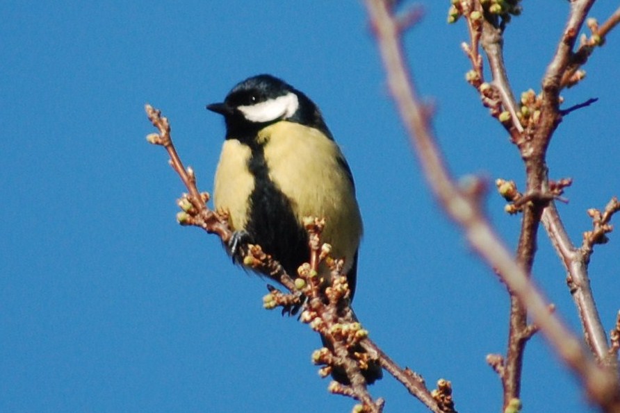 [Chapim-real+(7).JPG]