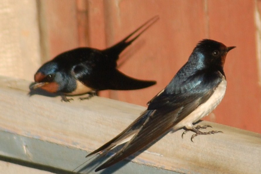 [andorinha-das-chaminés++Hirundo+rustica+(10).JPG]
