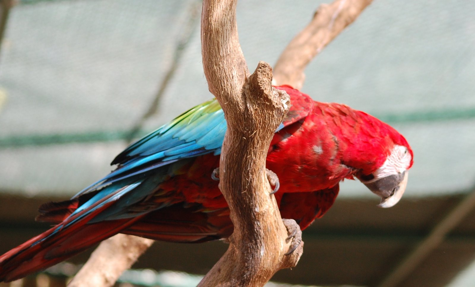 [arara-escarlate+(2).JPG]