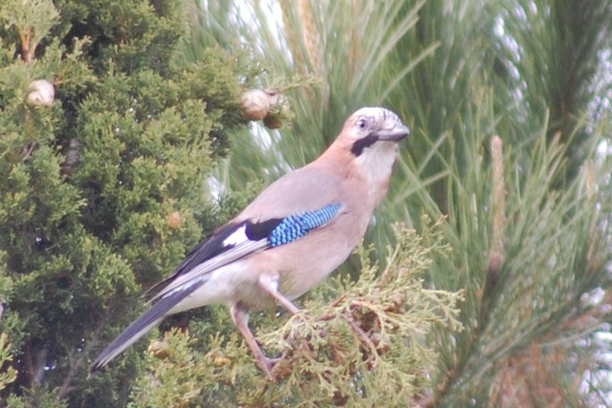 [Gaio+(5)+-+Cópia.JPG]