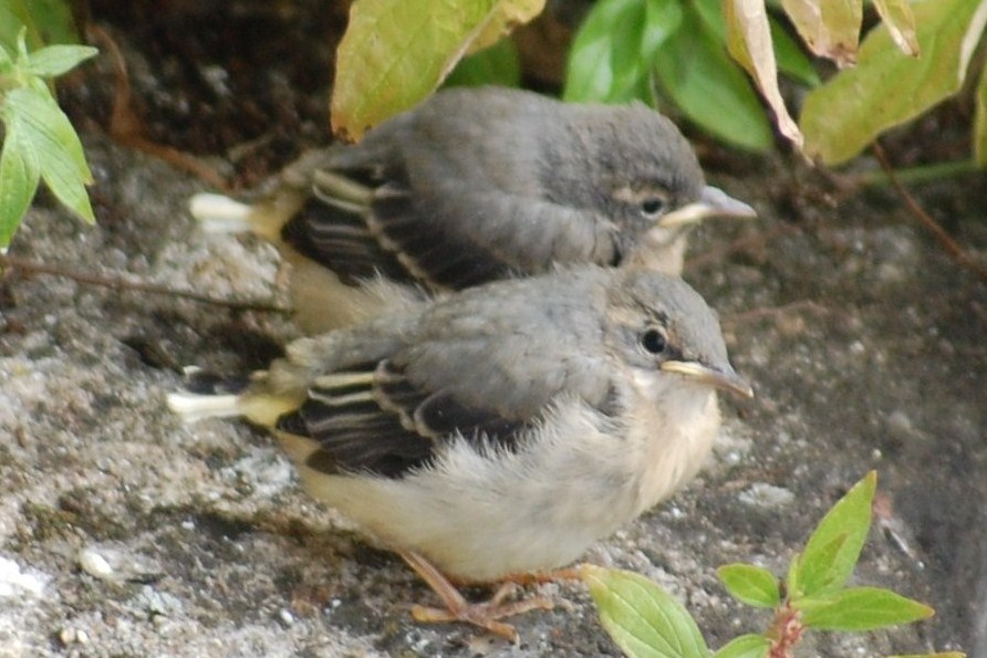 [Alvéola-cinzenta+(juvenis)+(5).JPG]