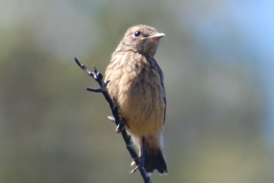 [cartaxo-comum+(juvenil)+(2).JPG]